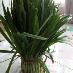 锦州韭菜种植面积大,上货量大