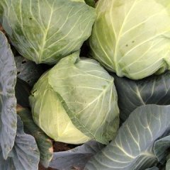 新野基地甘蓝，中甘，春玉