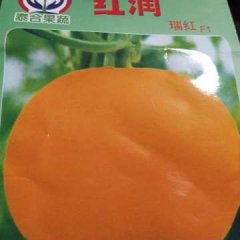 莘县各种优质甜瓜种苗主要品种有瑞红