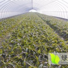 2016海安莴苣俏销大江南北