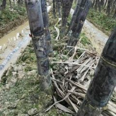 2016龙州甘蔗今年价格有看点