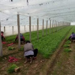 河南滑县平韭6号 本基地交通十分方便