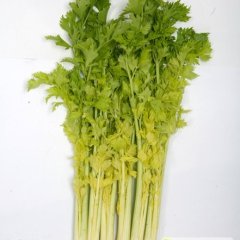 寿光特产桂河芹菜 产地直供 质优价低