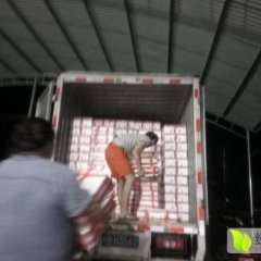 陵水圣女果已经开始上市