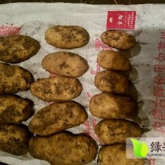 牙克石乌尔陈德海9月荷兰十五土豆