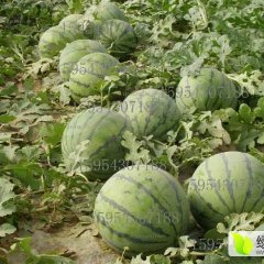 双欣花冠西瓜种子种苗