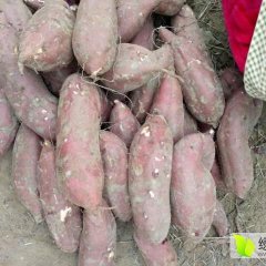开封县红薯品质优良,范村翟司付诚信合作