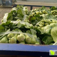 2016铜山上海青现在抓紧了