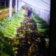 曹县芹菜 本地有大量芹菜上市