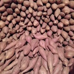 山东莱西龙署九号红薯营养丰富