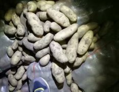 围场内蒙土豆，品种有荷兰十五,夏波蒂