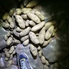 围场内蒙土豆，品种有荷兰十五,夏波蒂