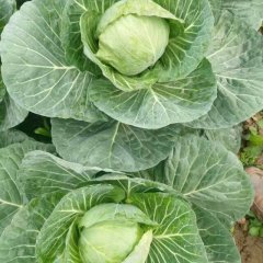 嘉鱼潘家湾大量供应甘蓝和球包