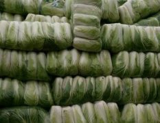 嘉鱼潘家湾大量供应优质品种白菜