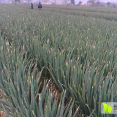 张家港现有五百亩铁杆大葱即将上市