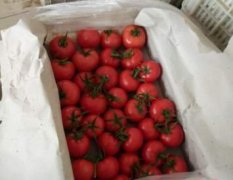 山东平原西红柿有89，19，217等诸多品种