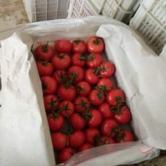 山东平原西红柿有89，19，217等诸多品种