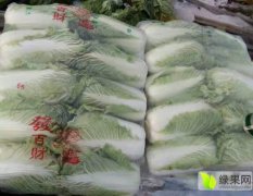 河北昌黎北京新三号白菜，颗匀叶绿