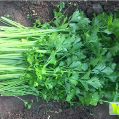 2017沂南带根芹菜大量上市供应中