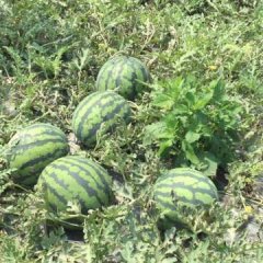 2017年西瓜德宏州预计上市量会减少