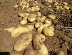 河北尚义本基地种植马铃薯种薯1400多亩