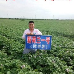 荷兰十五种子、新荷兰一号种子、冀张薯十二种