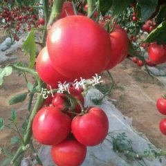 寿光西红柿名优产品,圣城王晴诚信合作