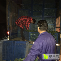 海盐上海青大量供应，价格绝对低