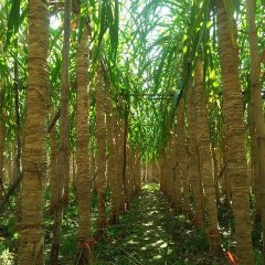 广西木格白玉甘蔗，质量上等，清甜爽口，