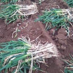 潍坊市，安丘市凌河镇大棚葱种植