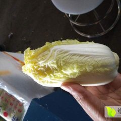 宜城三百亩娃娃菜12月27号开始销售作