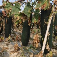 陆丰冬瓜诚意代办,甲东陈文得诚信合作