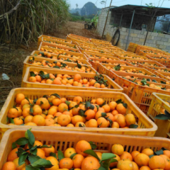 广西崇左市江州区砂糖橘