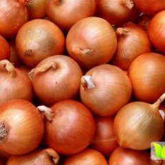 河北沽源：黄皮洋葱 漂亮 底价