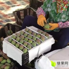 贵妃芒一代收代办代发