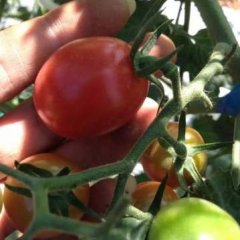 千禧圣女果产地代收代办代发