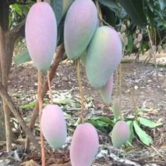 芒果一产地代收 代发