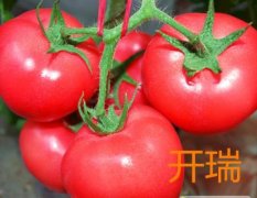 寿光番茄种子上货量大,圣城许晓霞诚信合作