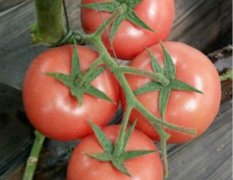 寿光圣城许晓霞4月精品粉果番茄番茄种子