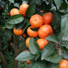 本人代办阳朔和临桂一带沙糖桔