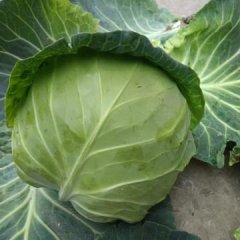 西昌特优牛心甘蓝现已大量上市