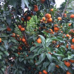 广西玉林市砂糖桔己陆续上市