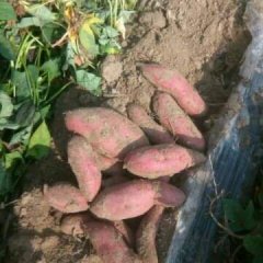 威县沙土地窖藏红薯，秦薯五号