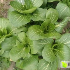 2016东台小白菜抓住商机无限