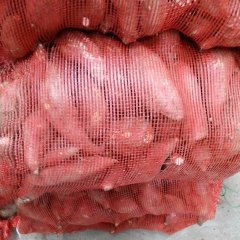 郸城红薯火热上市,柴堂柴玉林诚信合作