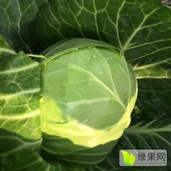 湖北钟祥甘蓝大量上市贾诚信合作