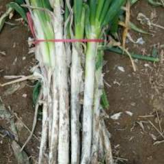 费县大葱 本处有上千亩大葱 现已上市