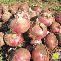 供应：金乡冷库洋葱（大量有货）