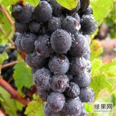 本基地位于大泽山镇葡萄主产区