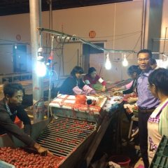 陵水光坡邱先生12月京丹1号圣女果